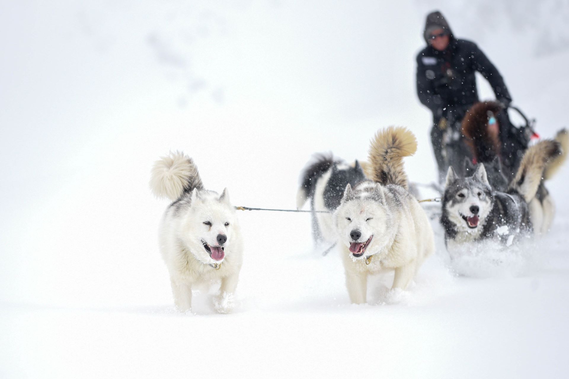 horstrace-chiens de traineaux la plagne Oxygène ski colelction
